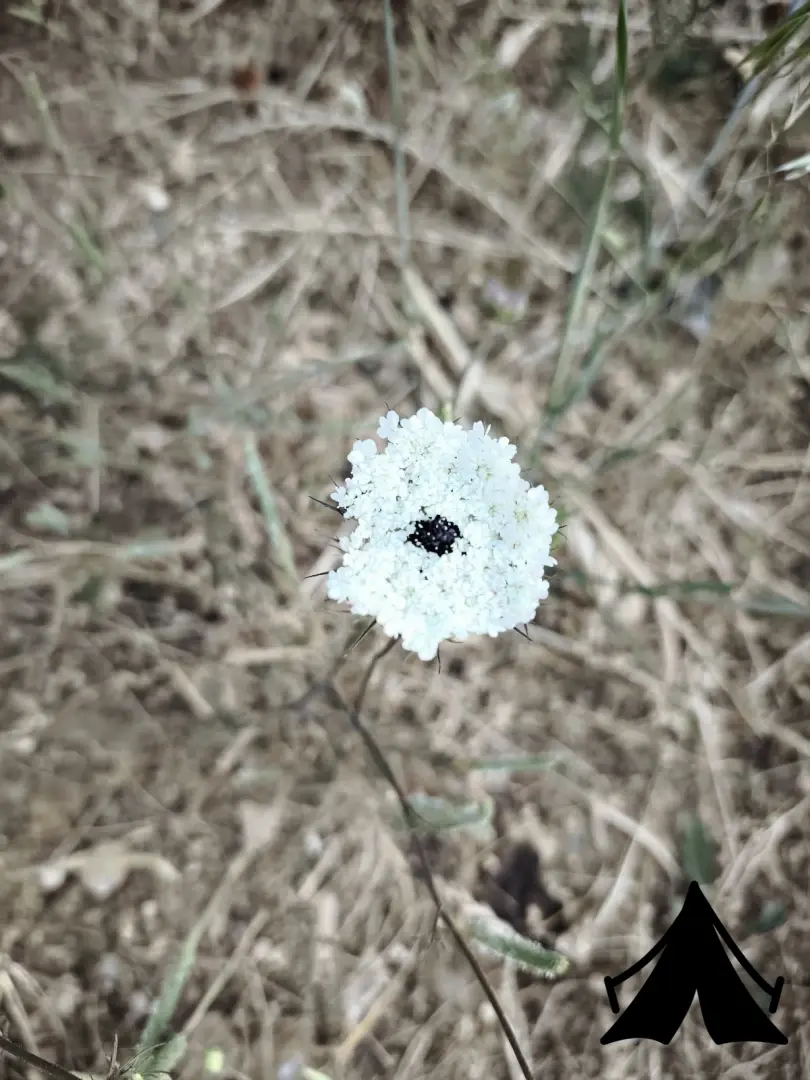 Tuzaklı Karavan Park Fotoğrafı