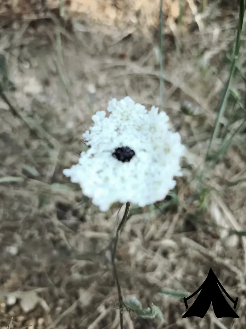 Tuzaklı Karavan Park Fotoğrafı