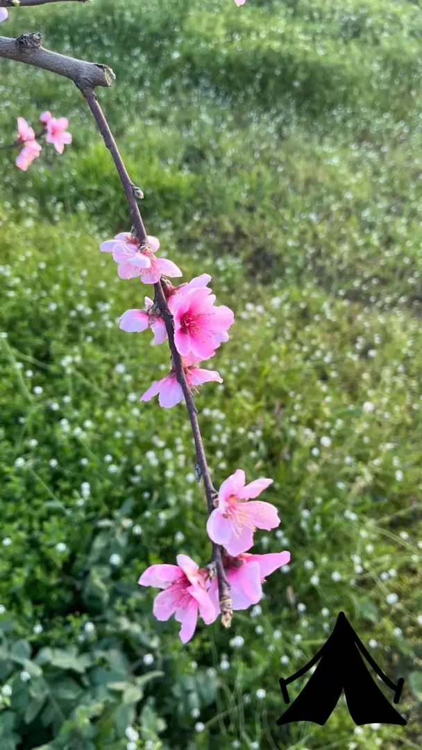 Derekızık Amcanın Çiftliği KARAVAN PARK,KAMP ALANI,PİKNİK ALANI(BURSA)KESTEL Fotoğrafı