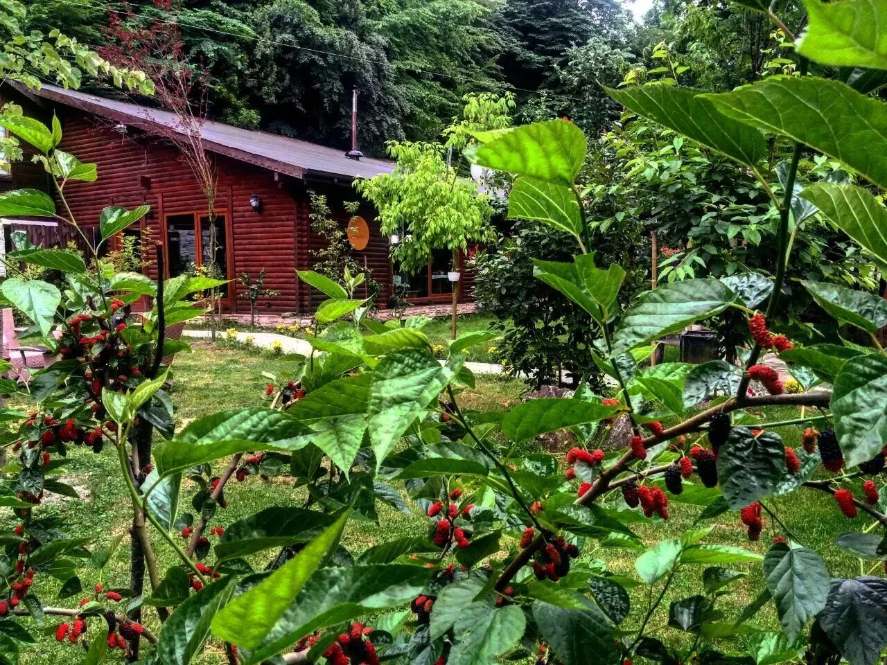 Derin Irmak Bungalow Fotoğrafı