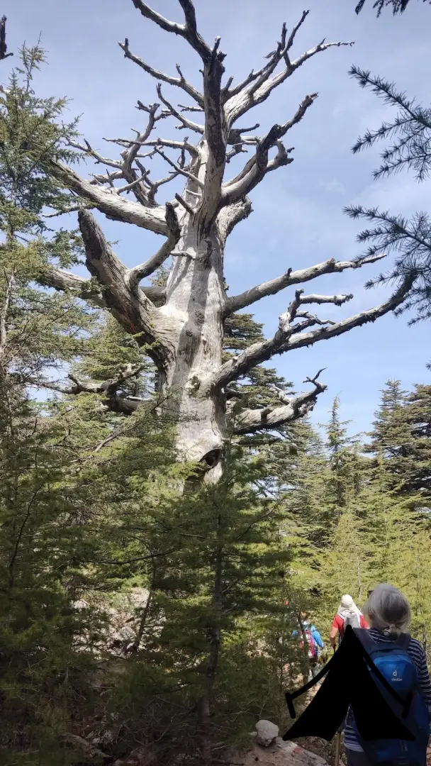 Likya Gölyayla Camping Fotoğrafı