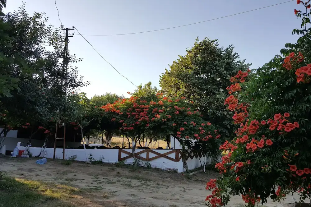 Dama Kamp - Fotoğraf 2