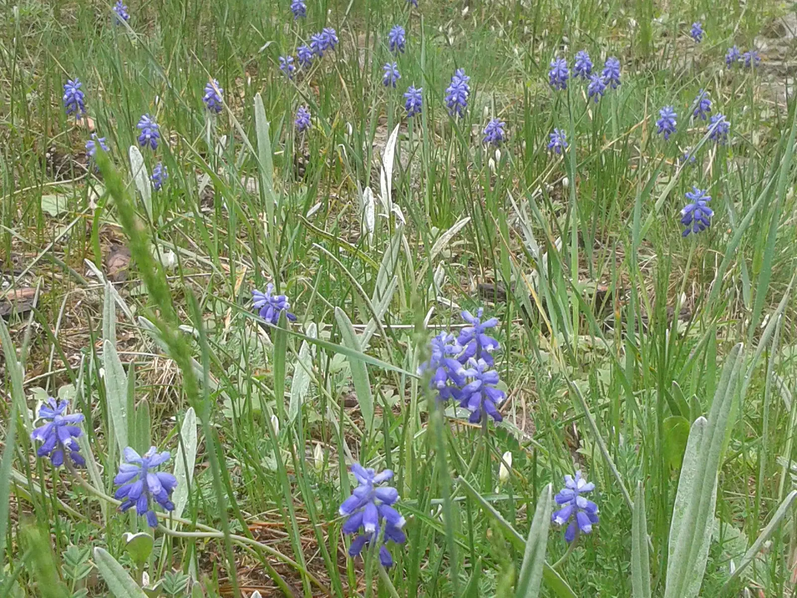 Kamp Bozayı - Fotoğraf 4