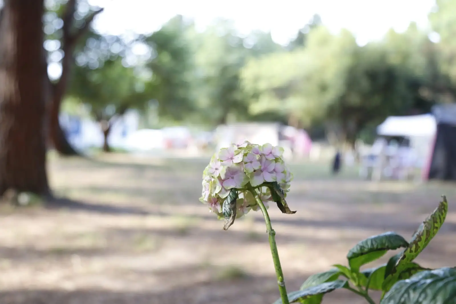 Camping Kapıdağ - Fotoğraf 4