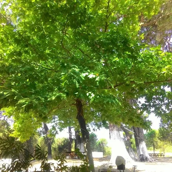 Olcay Camping - Fotoğraf 5