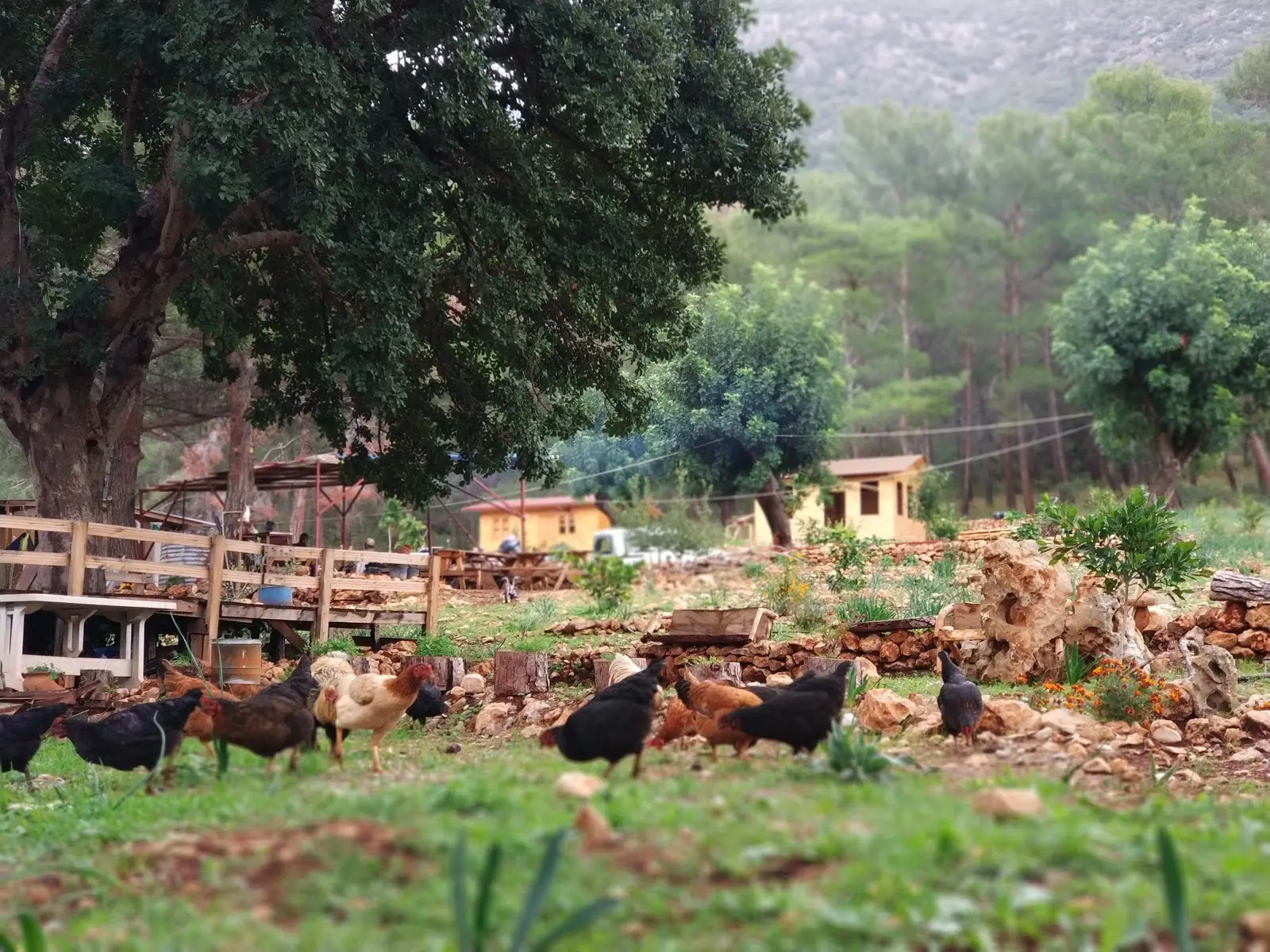 Korsan Camping - Fotoğraf 4