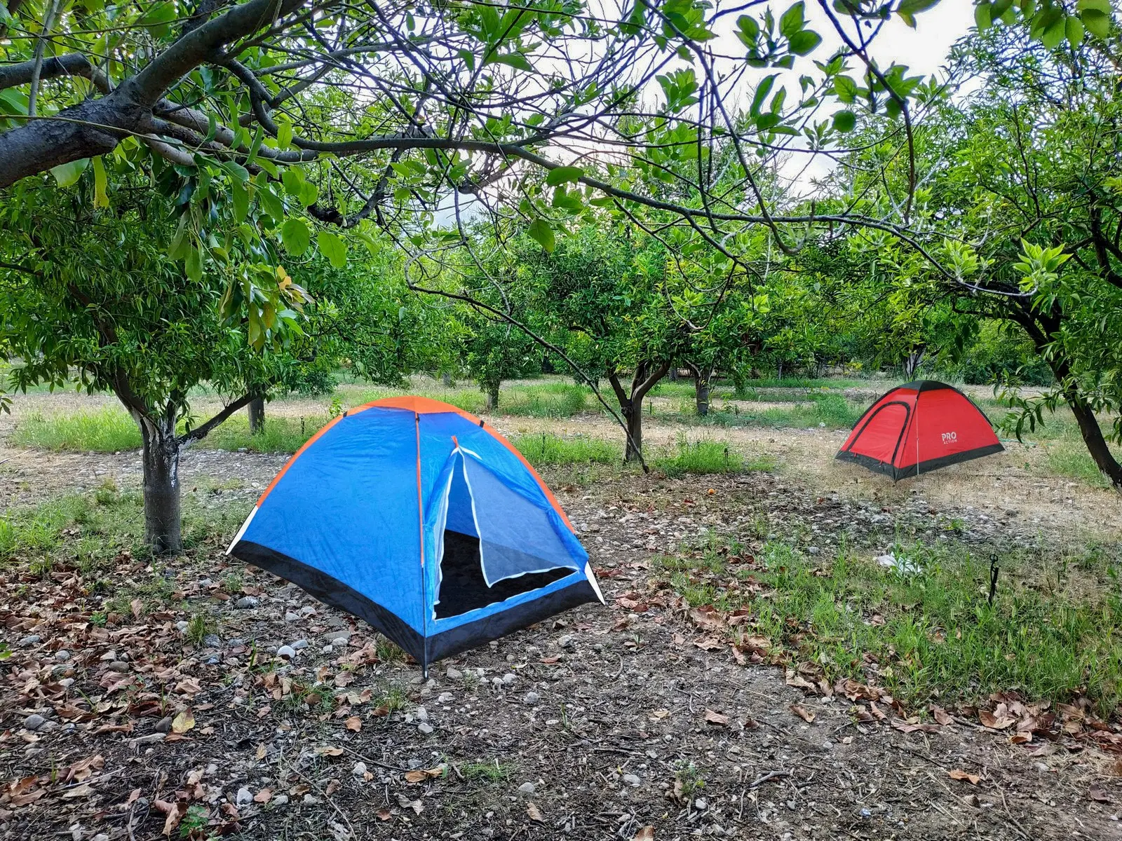 Çekirdeksiz Mandalin Camping - Fotoğraf 4