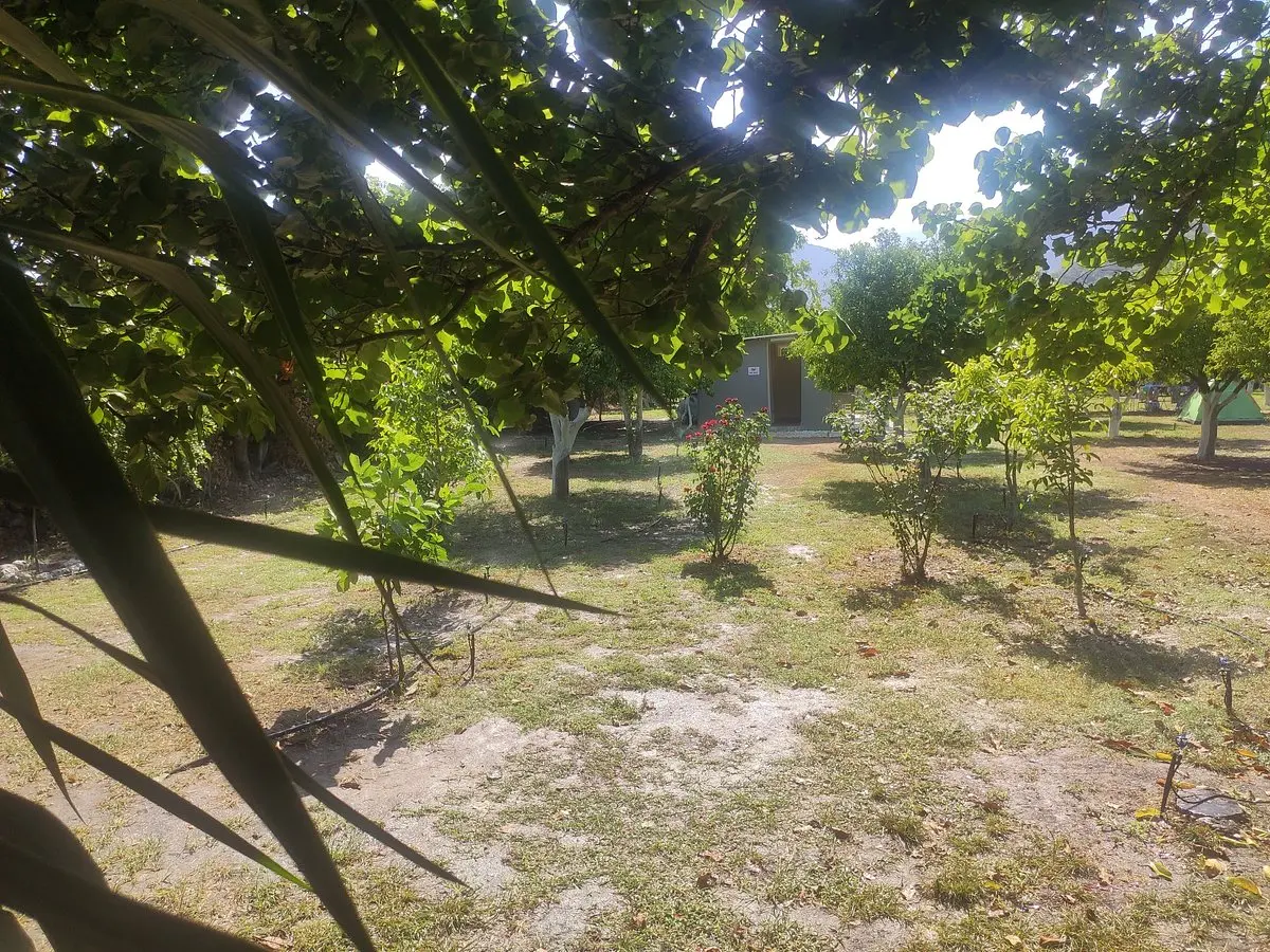 Çekirdeksiz Mandalin Camping - Fotoğraf 5