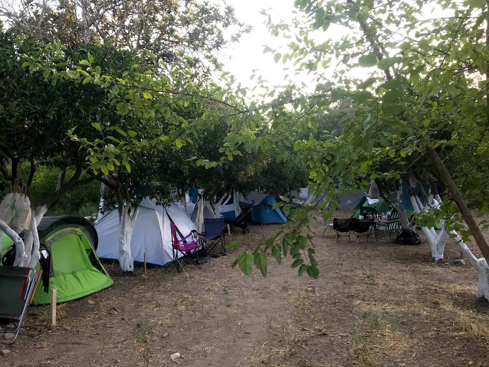 Bodrum Masalı Camping - Fotoğraf 2