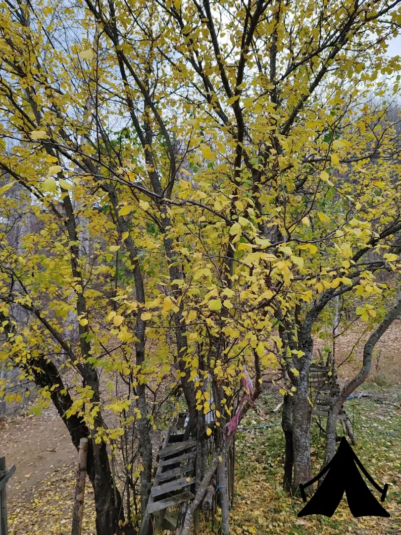 MEYDAN GÜMÜŞ EVİ KAMP ÇADIR ALANI Fotoğrafı