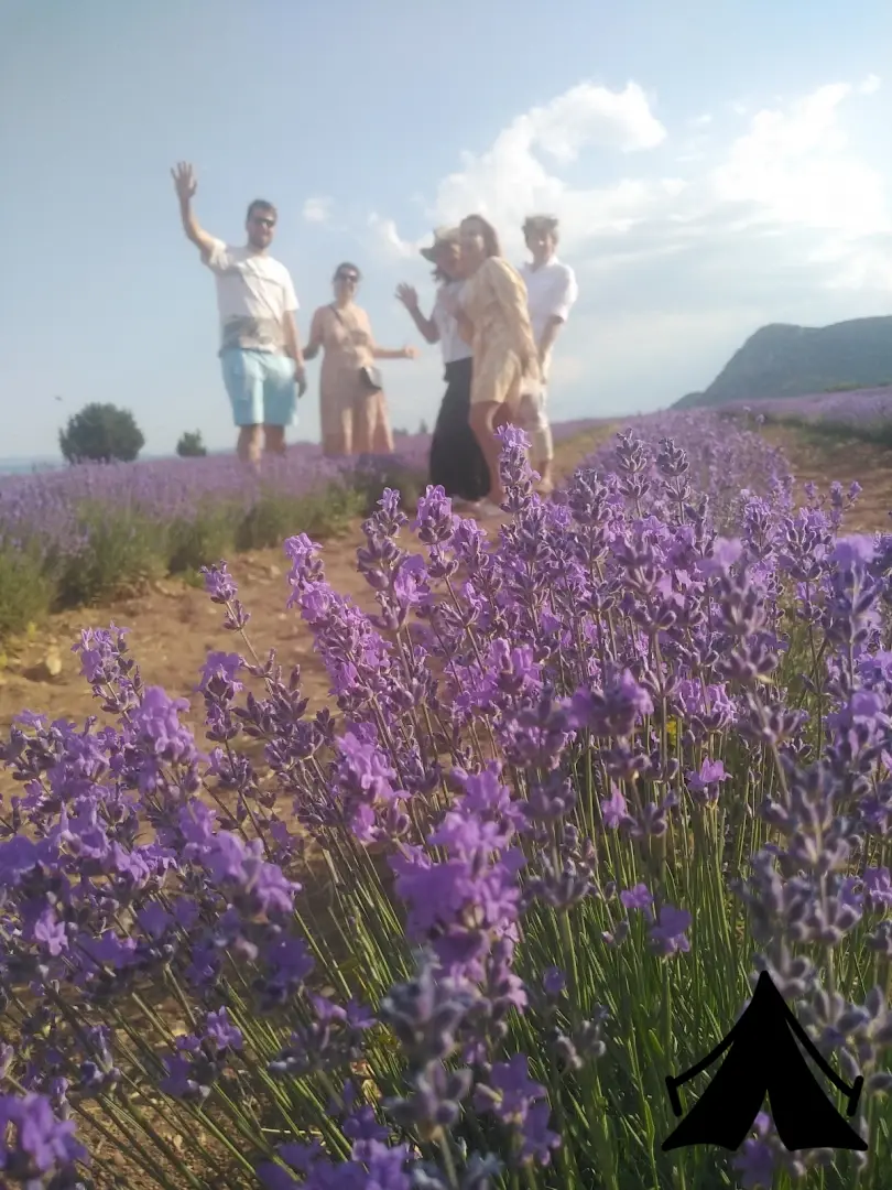 Panoramik Lavanta Çadırı - Görsel 1