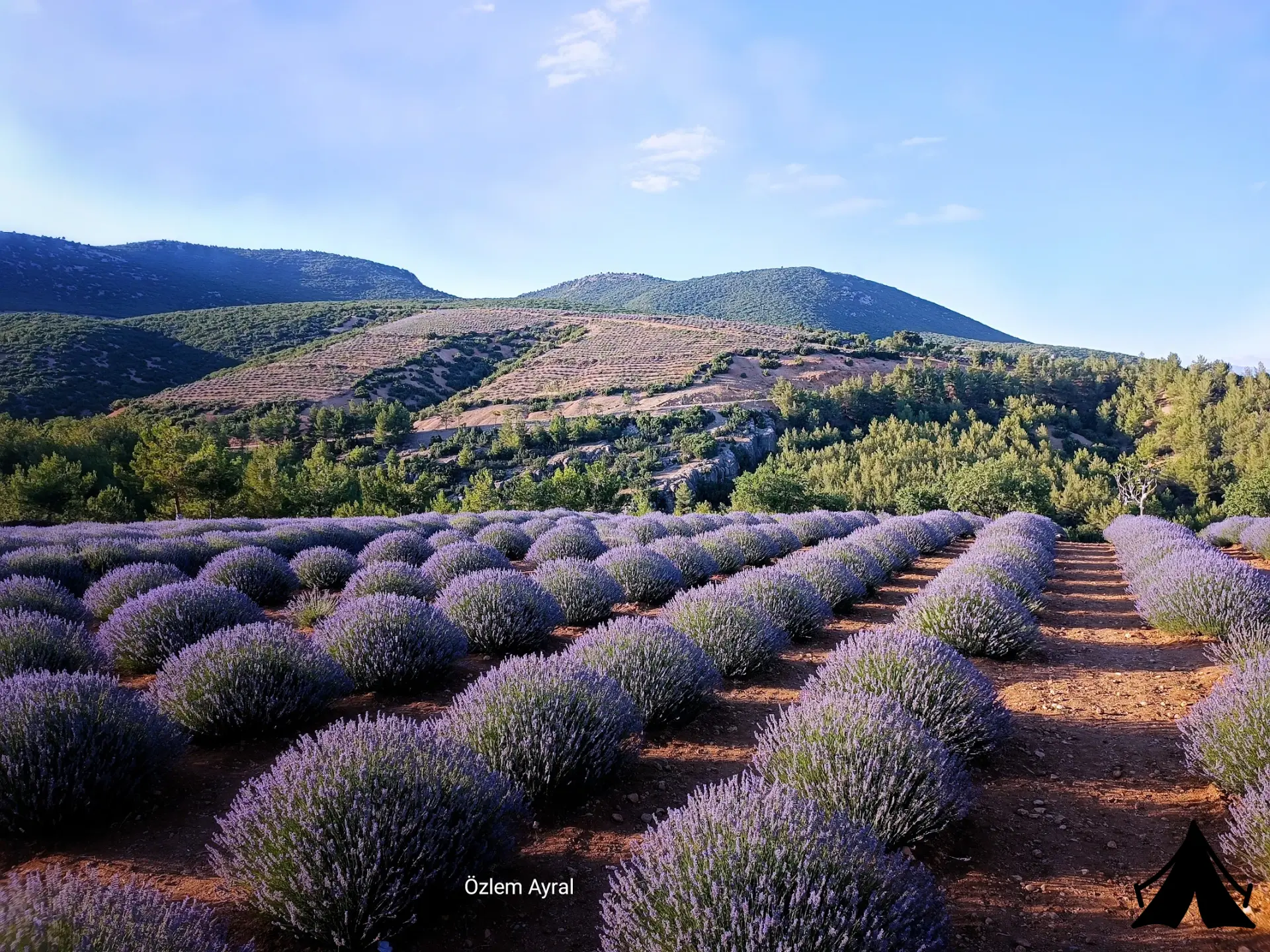 Panoramik Lavanta Çadırı Fotoğrafı