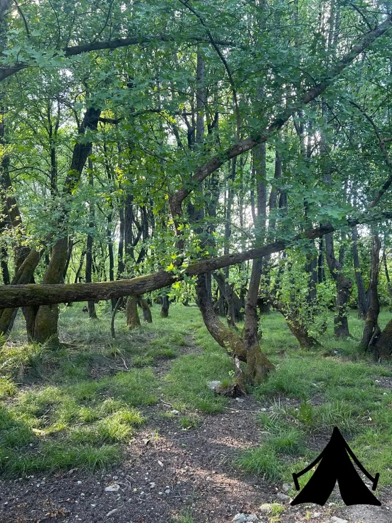 Abelya camping Fotoğrafı
