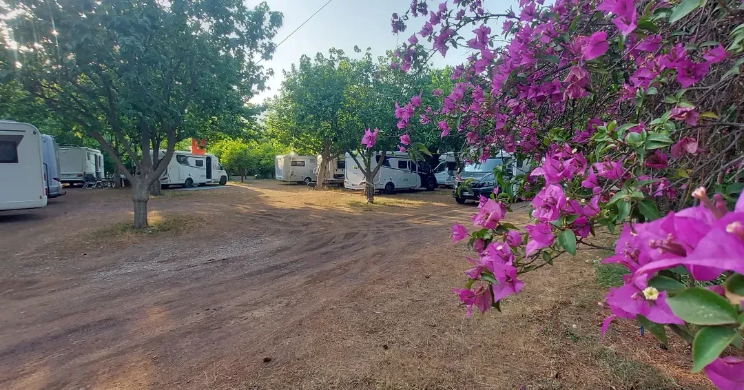 Karavanlar, ağaçlar, mor çiçekler