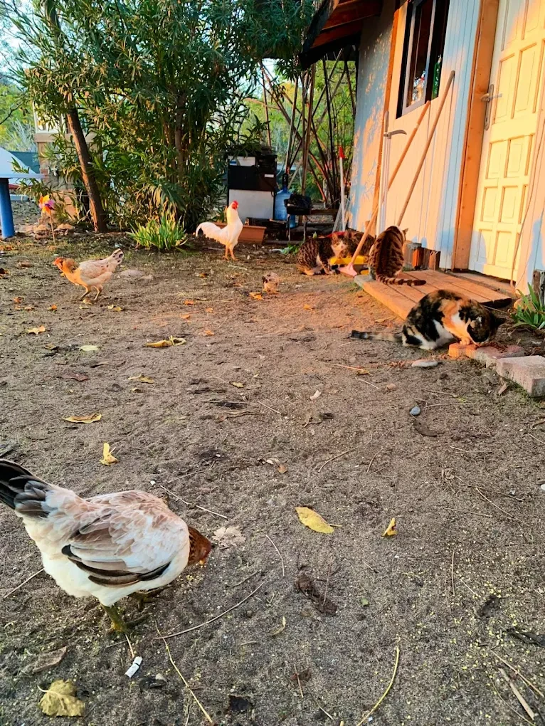 Kamp alanında tavuklar ve kediler