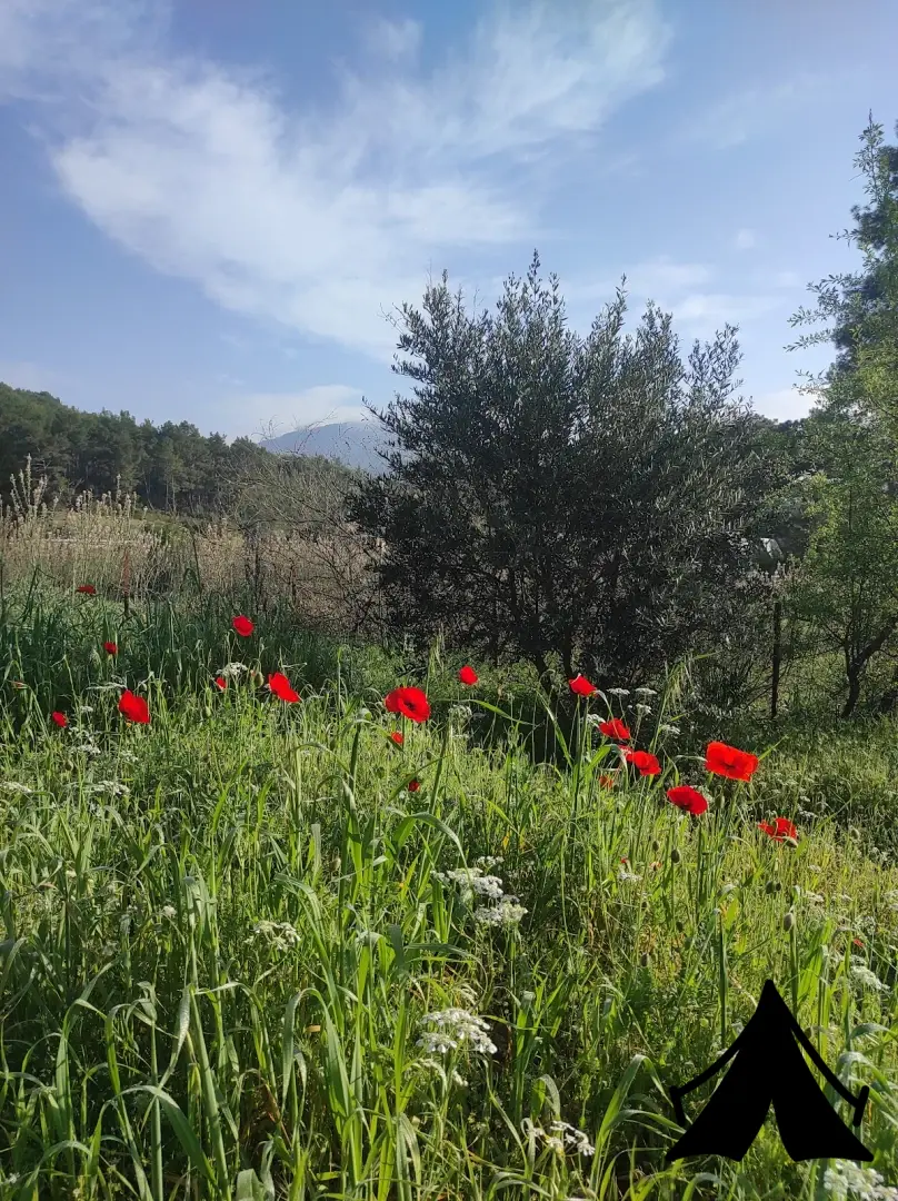 Derman Bahçesi Fotoğrafı