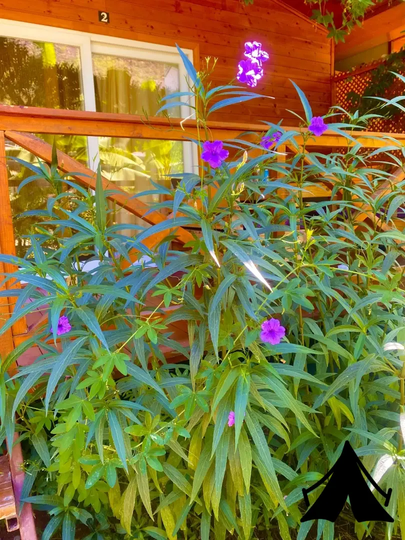 adrasan dalga evleri camping Fotoğrafı