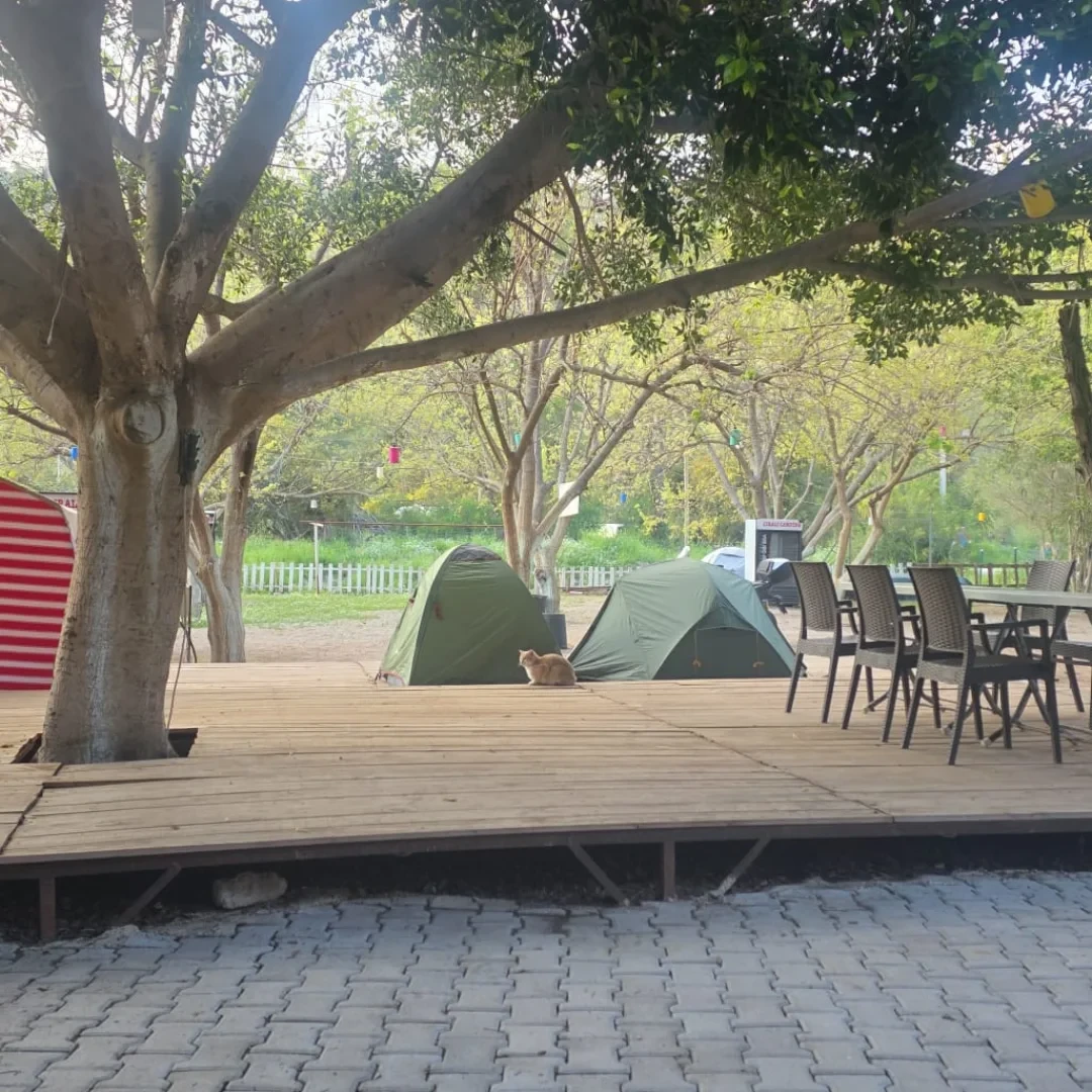 Ahşap platformda çadırlar, kedi.