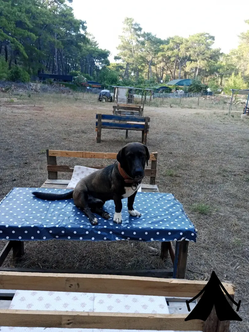 Korsan Koyu Bobi Kamping Fotoğrafı