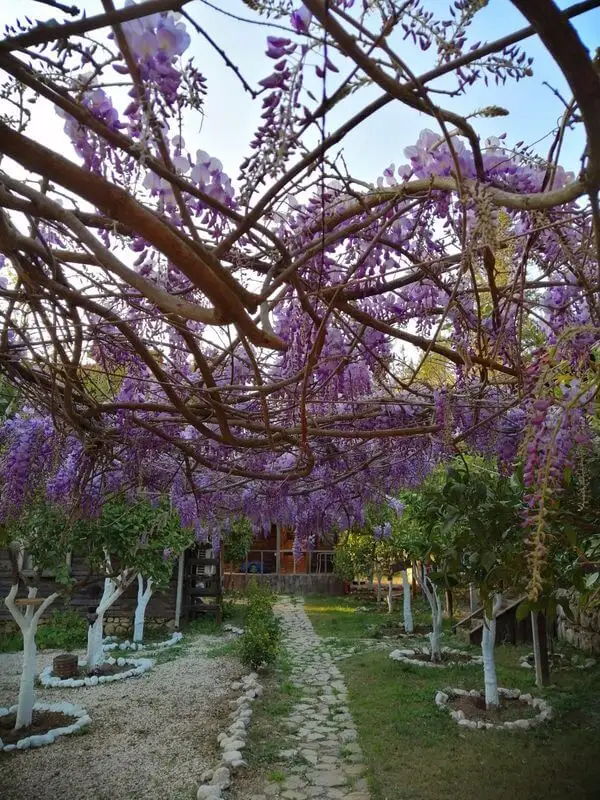 Olympos Baykuş Lodge Fotoğrafı