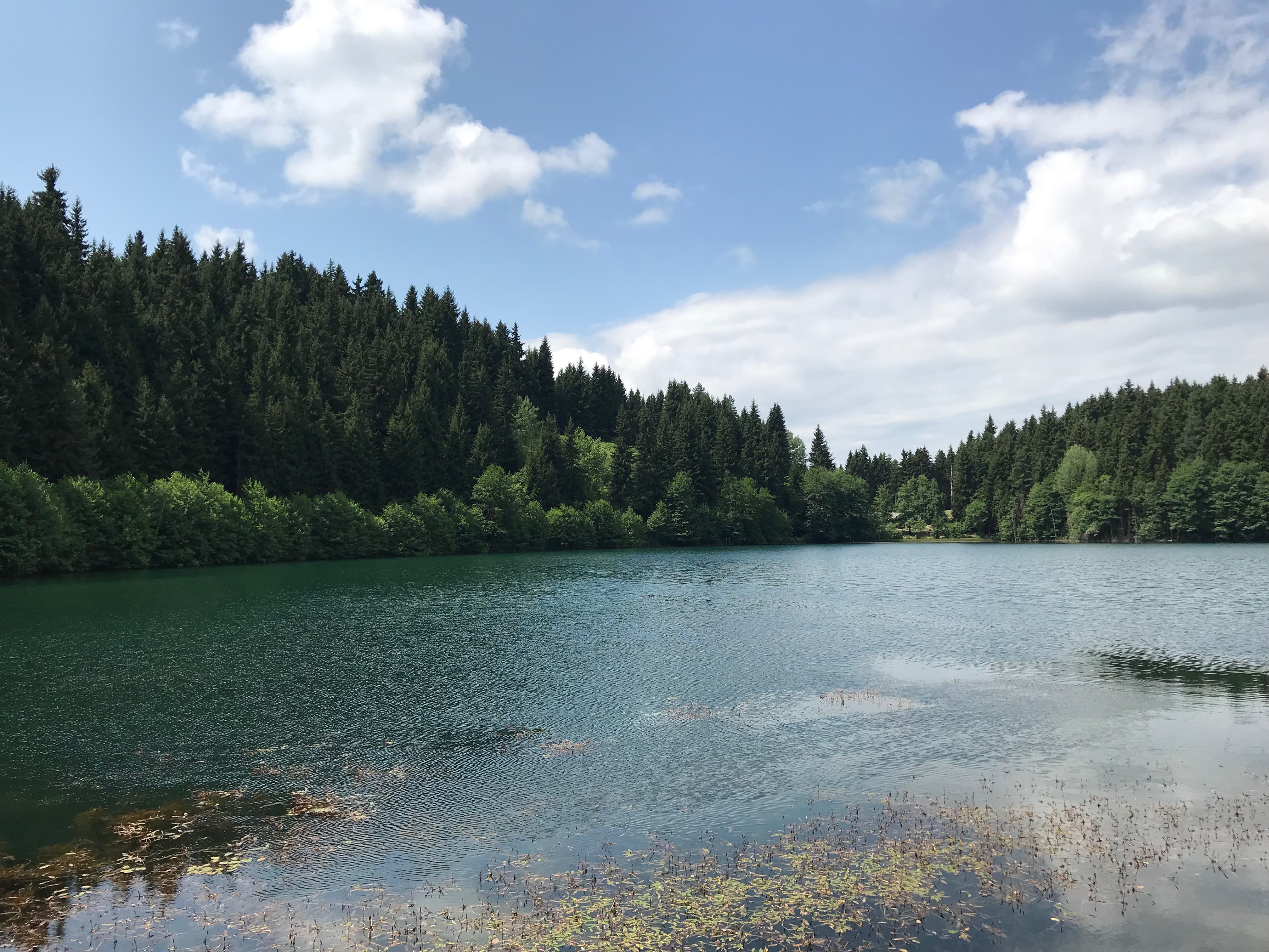 Karagöl Tabiat Parkı Artvin Orman Manzarası