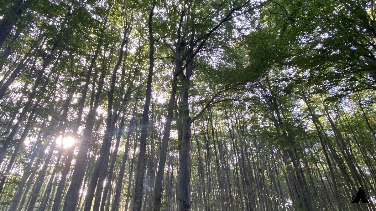 Eriklitepe Tabiat Parkı — fotoğraf 4