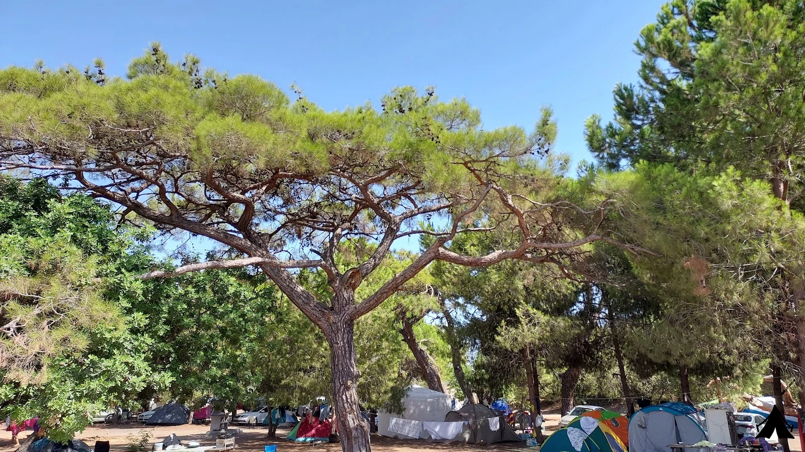 Erdemli Çamlığı ( Talat Göktepe ) Tabiat Parkı — fotoğraf 3