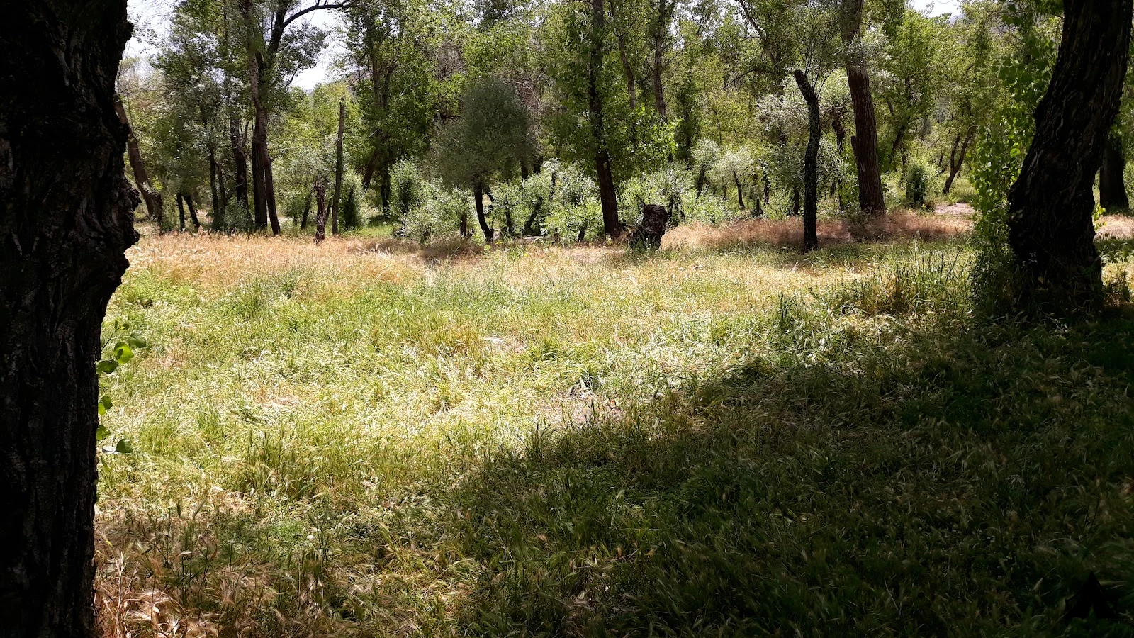 Örenönü Tabiat Parkı — fotoğraf 4