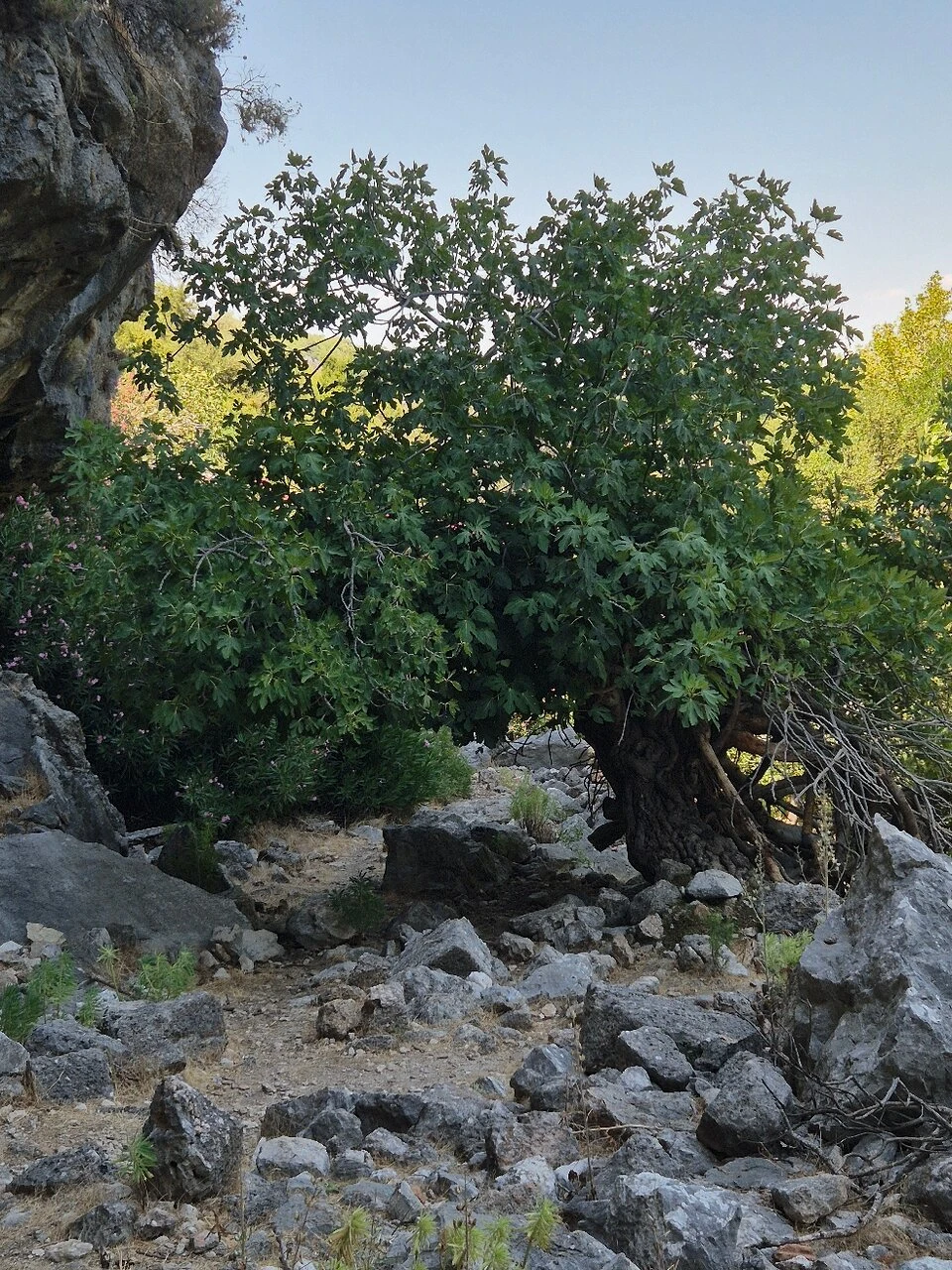 Pinara Antik Kenti — fotoğraf 5