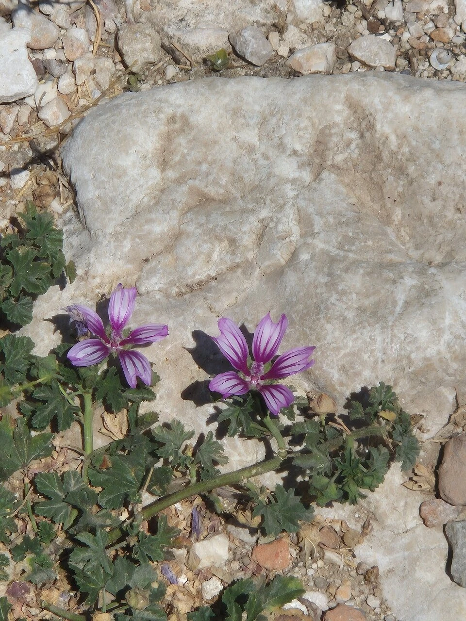 Tlos Antik Kenti — fotoğraf 4