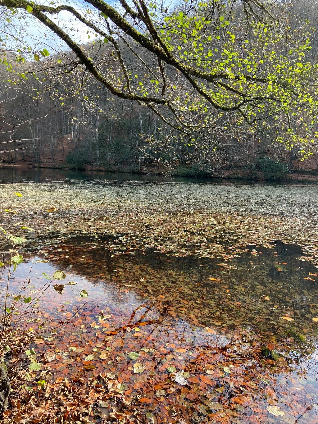 Yedigöller Millî Parkı — fotoğraf 5