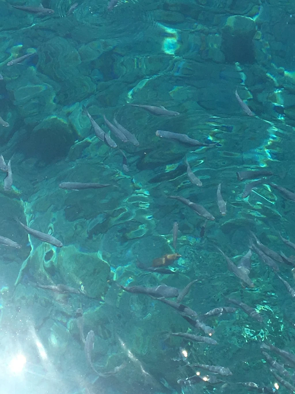 Sait Faik Abasıyanık Plajı — fotoğraf 2