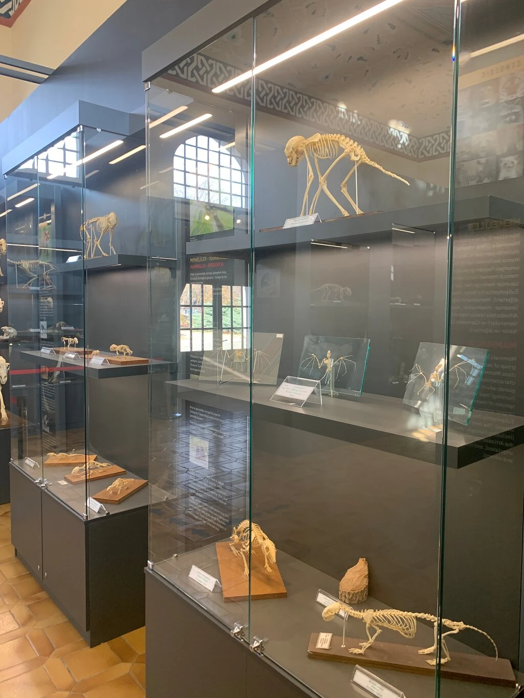 T. C. Trakya Üniversitesi Doğa Tarihi Müzesi — fotoğraf 2