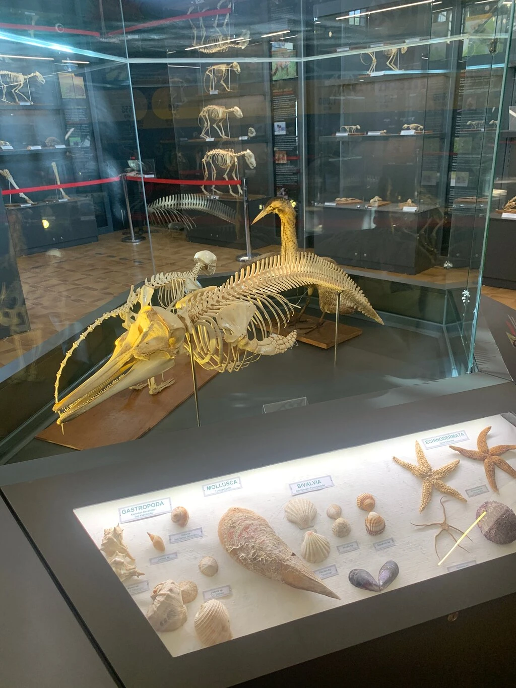 T. C. Trakya Üniversitesi Doğa Tarihi Müzesi — fotoğraf 3