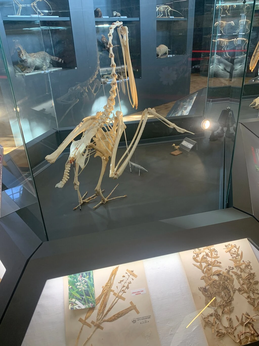 T. C. Trakya Üniversitesi Doğa Tarihi Müzesi — fotoğraf 4