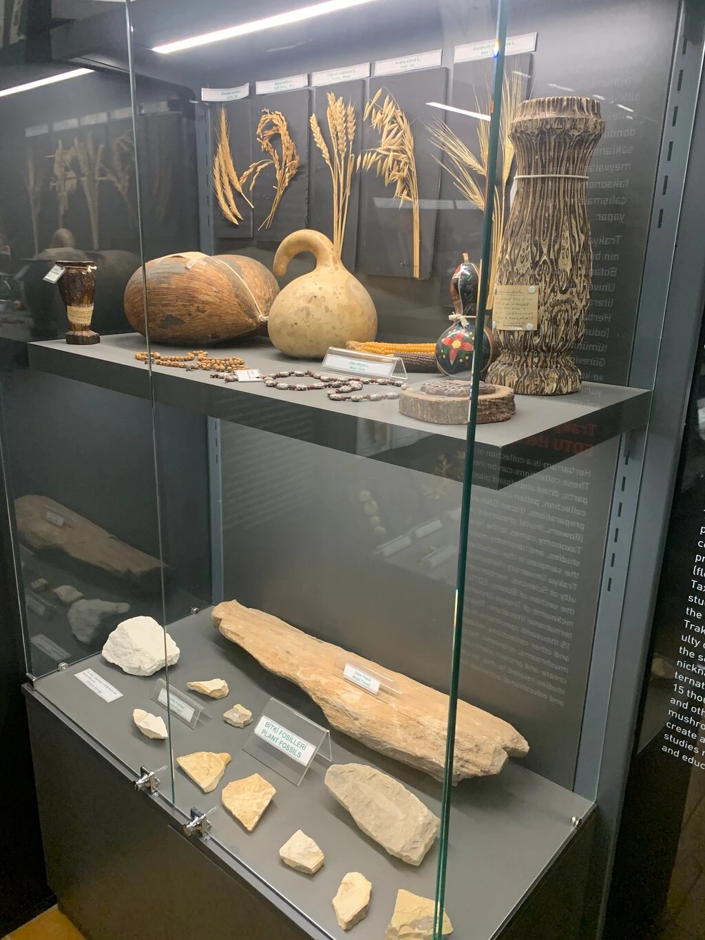 T. C. Trakya Üniversitesi Doğa Tarihi Müzesi — fotoğraf 5