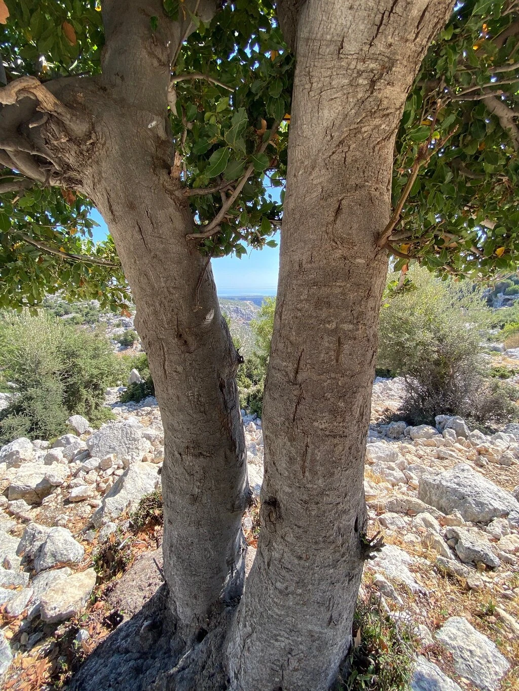 Tekkadın harabesi — fotoğraf 2