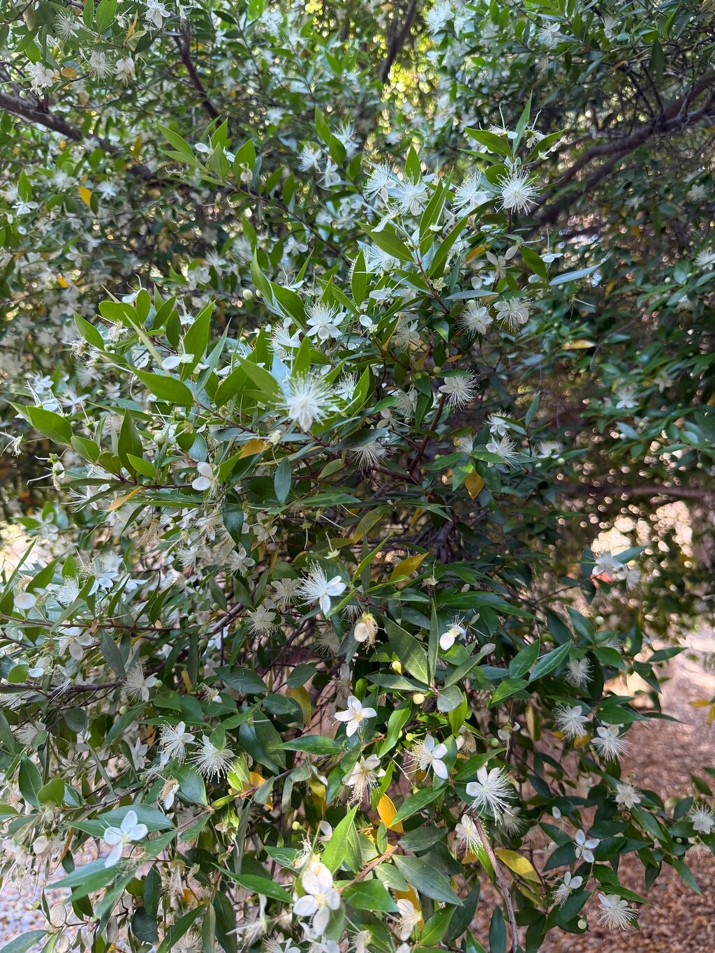 Bodrum Kalesi — fotoğraf 5