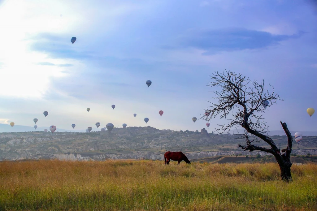 Cemal Ranch — ana fotoğraf
