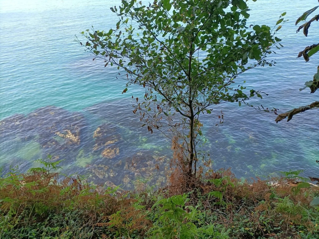 Çamburnu Tabiat Parkı — fotoğraf 2